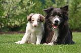 BORDER COLLIE 1533